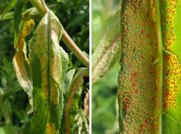 Attēlu rezultāti vaicājumam “Puccinia poarum”