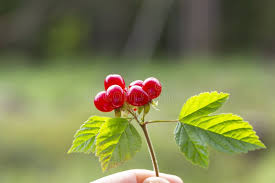 Attēlu rezultāti vaicājumam “Rubus saxatilis leaf”