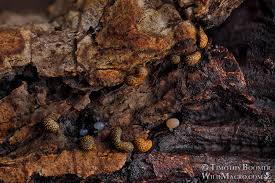 Attēlu rezultāti vaicājumam “Physarum murinum macro”