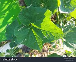 Attēlu rezultāti vaicājumam “Cucurbita pepo leaf”