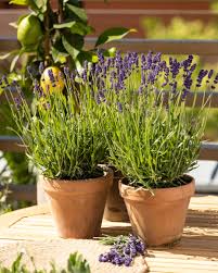 Image result for Lavendel
