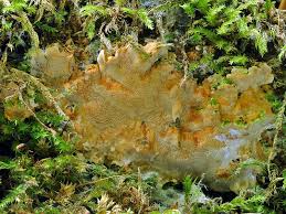 Attēlu rezultāti vaicājumam “Rigidoporus crocatus”