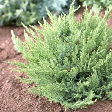 Attēlu rezultāti vaicājumam “Juniperus sabina”
