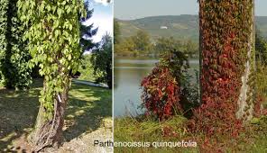 Attēlu rezultāti vaicājumam “Parthenocissus quinquefolia”