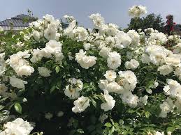 「アイスバーグ」の画像検索結果