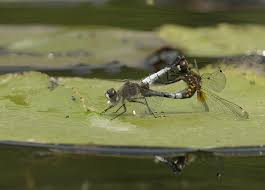 Attēlu rezultāti vaicājumam “Leucorrhinia caudalis male”
