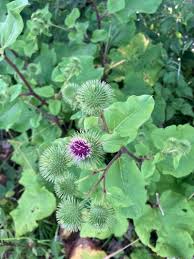 Attēlu rezultāti vaicājumam “Arctium lappa”