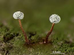 Attēlu rezultāti vaicājumam “Didymium megalosporum macro”