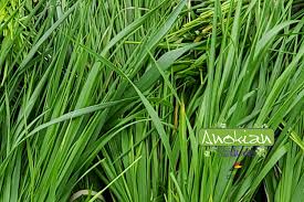 Attēlu rezultāti vaicājumam “Hierochloe odorata”