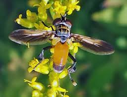 Attēlu rezultāti vaicājumam “Trichia longipalpis macro”