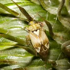 Attēlu rezultāti vaicājumam “Lygus pratensis”