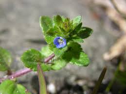 Attēlu rezultāti vaicājumam “Veronica arvensis”