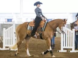 Image result for Fisher Equestrian