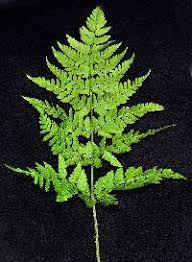 Attēlu rezultāti vaicājumam “Dryopteris expansa”