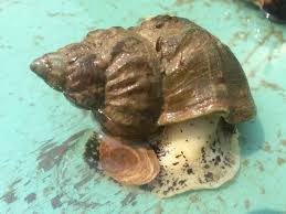 Image result for Buccinum undatum