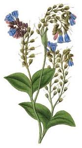 Attēlu rezultāti vaicājumam “Symphytum officinale flower”