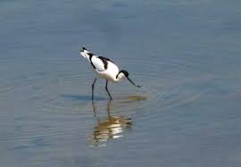 Image result for Snettisham Cc