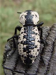 Attēlu rezultāti vaicājumam “Zopheridae”