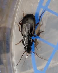 Attēlu rezultāti vaicājumam “Pterostichus aterrimus”