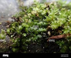 Attēlu rezultāti vaicājumam “Pseudobryum cinclidioides”