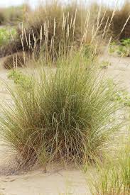 Attēlu rezultāti vaicājumam “Ammophila arenaria”