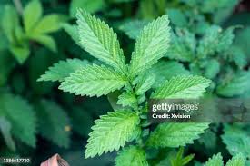 Attēlu rezultāti vaicājumam “Agrimonia pilosa leaf”