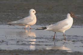 Image result for Rhodostethia rosea