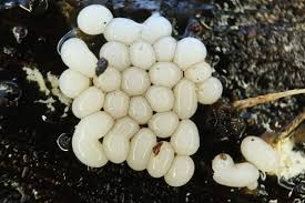 Attēlu rezultāti vaicājumam “Trichia ambigua spores”