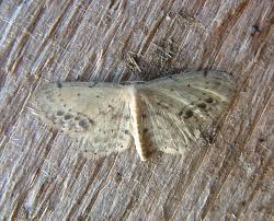 Attēlu rezultāti vaicājumam “Idaea dimidiata”