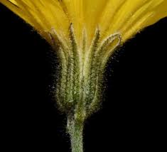 Attēlu rezultāti vaicājumam “Hieracium murorum flower”