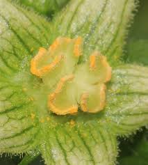 Attēlu rezultāti vaicājumam “Bryonia alba flower”