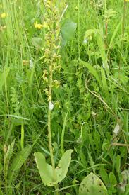 Attēlu rezultāti vaicājumam “Listera ovata leaf”