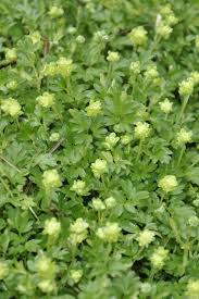Attēlu rezultāti vaicājumam “Adoxa moschatellina flower”