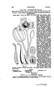 Attēlu rezultāti vaicājumam “Lycogala botrydium young”