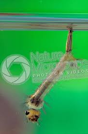 Attēlu rezultāti vaicājumam “Culex pipiens larva”