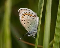 Attēlu rezultāti vaicājumam “Plebejus argus / Plebejus idas”