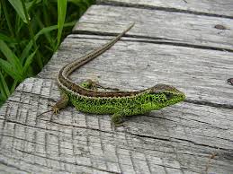 Attēlu rezultāti vaicājumam “Lacerta agilis”