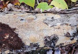 Attēlu rezultāti vaicājumam “Radulomyces confluens”