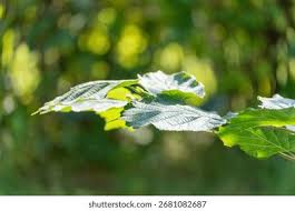 Attēlu rezultāti vaicājumam “Corylus avellana leaf”