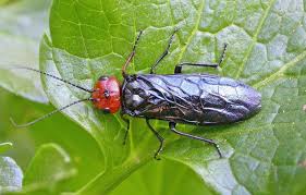 Attēlu rezultāti vaicājumam “Pamphiliidae”