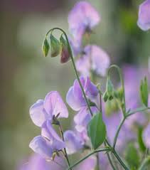Attēlu rezultāti vaicājumam “Lathyrus”