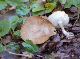 Attēlu rezultāti vaicājumam “Polyporus ciliatus”