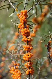 Attēlu rezultāti vaicājumam “Hippophae rhamnoides male flower”