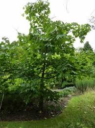 Attēlu rezultāti vaicājumam “Kalopanax septemlobus fruit”