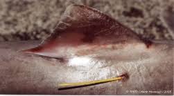 Image result for Galeorhinus galeus