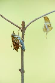 Attēlu rezultāti vaicājumam “Issoria lathonia underside”