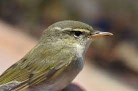 Image result for Phylloscopus borealis