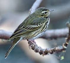 Image result for Anthus hodgsoni