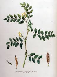 Attēlu rezultāti vaicājumam “Astragalus glycyphyllos”