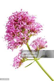 Attēlu rezultāti vaicājumam “Valeriana officinalis”